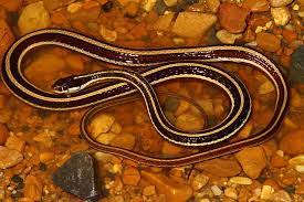 Eastern Ribbon Snake Reptiles And Amphibians Snake Reptiles