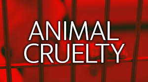 El dorado county animal services south lake tahoe shelter 530 573 7925 we provide temporary housing for animals who have lost their owners.we also take in animals from owners who can no longer keep them. El Dorado County Man Charged With Dog Fighting