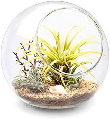 You have a wide range to choose from, including goldfish. Amazon Com Mkono Plant Terrarium Display Glass Tabletop Succulent Air Plant Planter Globe Microlandschaft House M Garden Outdoor
