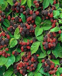 Epingle Par Thuyanh Nghiem Sur Fruits Fruits Exotiques Jardin Fruitier Et Photo Fruit