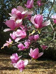Japanese Magnolias Mobile Al Japanese Magnolia Tree Japanese Magnolia Magnolia Trees