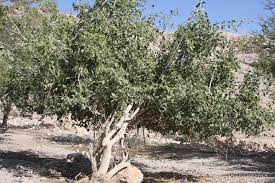 The Size Of A Mustard Bush Short Plants Evergreen Shrubs Types Of Soil