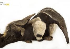 Aardvark Vs Anteater - Difference And Comparison | Diffen
