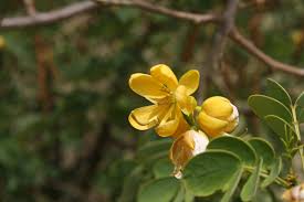 Image result for Senna bicapsularis