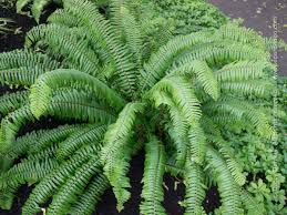 Image result for Polystichum