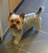 Toilettage De Yorkshire Coupe Ronde Ciseau Yorkie Terrier Yorkie Haircuts Yorkie