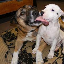 Why Is My Dog Obsessively Licking Other Dogs Pethelpful