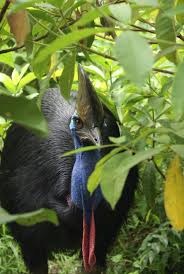 They are home to many resources, but deforestation could tropical rainforests are found between the tropics of cancer and capricorn, 23.5° north and south of the equator. Cassowaries Wet Tropics Management Authority