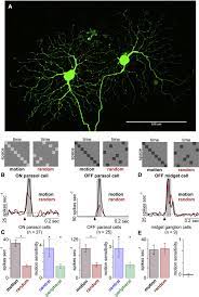 These cells are motion detectors in the visual cortex fire if a stimulus moves across their receptive field from a particular. Neural Mechanisms Mediating Motion Sensitivity In Parasol Ganglion Cells Of The Primate Retina Sciencedirect