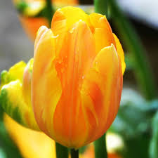 Wybierz z szerokiej gamy podobnych scen. 518 Me Gusta 38 Comentarios Jolanda Jolanda P Van Dorenvanck En Instagram Quot Tulip Flower Flowers Pl Garden Bulbs Tulips Garden Organic Gardening