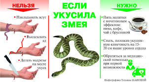 Vot Gadina Chto Delat Esli Ukusila Zmeya Zdorove Aif Ulyanovsk