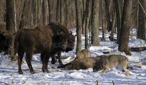 Tv channel, premier league live stream info, start time. Pack Of Wolves Vs Herd Of European Bison Stock Image Image Of Park Natural 173181911