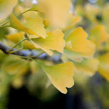 As an ancient italic language, spoken by italic latins, and official language of ancient rome. How Stunning Are The Delicate Leaves Of The Maidenhair Tree Its Latin Name Ginkgo Biloba Comes From The Chinese Yinxing Meaning Silver Apricot