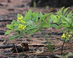 Image result for Indigofera cecilii