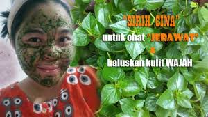 Inilah khasiat daun sirih cina yang wajib diketahui. Berita Pertanian Tentang Sirih Cina Berita Pertanian Tanaman Obat