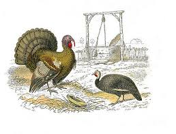 We did not find results for: Guinea Fowl Paintings Fine Art America