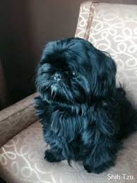 Black And White Shih Tzu Puppy Names Shih Tzu Affectionate And Playful Shih Tzu Puppy Shih Tzu Dog Shih Tzu