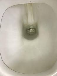 Horsehair yarn and woven fabric. Long Black Worm Found In Toilet Is A Horsehair Worm All About Worms