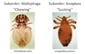 Image result for what do Mallophaga look like in dog fur