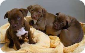 The colors of the pitbull lab mix dog. Buffalo Ny Labrador Retriever Meet Lab Bully Mix Pups 10 Weeks A Pet For Adoption