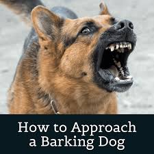 Maybe you would like to learn more about one of these? How To Correctly Approach A Dog That S Barking At You Pethelpful