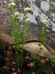 Image result for Stomatanthes sp.no.1