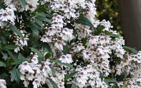 Maybe you would like to learn more about one of these? Victorian Christmas Bush Climatewatch Australia Citizen Science App