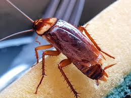 Four roach species in particular inhabit homes in the united states, and knowing which one is in yours can help you plan your attack method. How To Get Rid Of Cockroaches