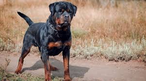 When two different dog breeds are deliberately mixed, the crossbreed is known as a designer dog; Rottweiler Labrador Retriever Mix Labrottie Breed Info Pictures More
