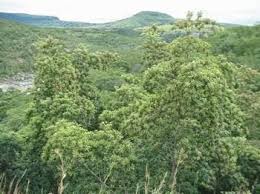 Image result for Terminalia phanerophlebia