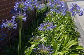 How To Grow And Care For Agapanthus Gardener S Path