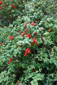 Image result for Rourea coccinea