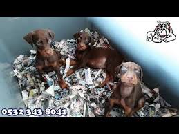 Doberman Yavru 05323438041