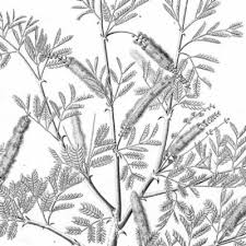 Image result for Acacia adenocalyx