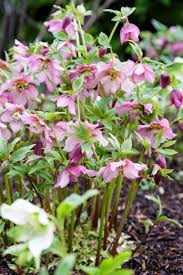 We did not find results for: Gardening Jobs For The Weekend Get To Grips With Winter Wall Plants And Protect Your Garden From Hungry Roe Deer