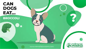 To be safe, broccoli should be cooked before serving; Can Dogs Eat Broccoli We Re All About Pets
