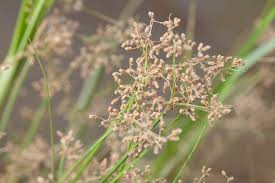 Image result for Fimbristylis