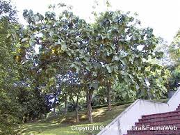 Image result for Tectona grandis