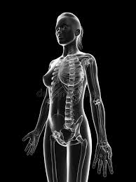 We did not find results for: Transparent Female Skeleton Upper Body Stock Illustration Illustration Of Body Glass 34775689