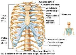 The human rib cage is made up of 12 pairs of ribs, some of which attach to a bony process in the front of the chest called the sternum. Pin On My Saves