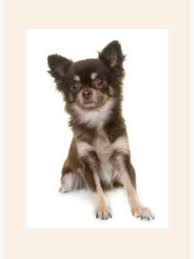 Some long hair chihuahua owners hope that they can escape the fate of the puppy uglies with a dose of good luck. Brown Long Haired Chihuahua Puppy Photography Art Board Print By Bettiedavis100 Redbubble