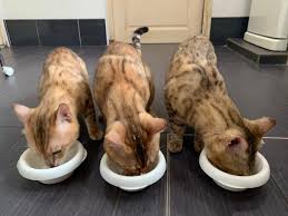 Maybe you would like to learn more about one of these? Banyak Rupanya Baka Kucing Nasib Baik Royal Canin Perkenalkan Diet Khusus Untuk Si Comel Ni