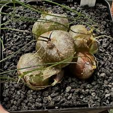 Image result for Schizobasis