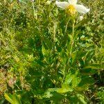 Image result for Clematis villosa