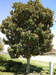 Little Gem Magnolia Dallas Texas Treeland Nursery Magnolia Trees Dream Garden Trees To Plant