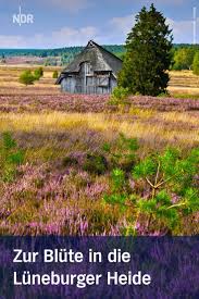 Blute In Der Luneburger Heide Mit Bildern Urlaub Luneburger Heide In 2020 Urlaub Luneburger Heide Luneburger Heide Ausflug