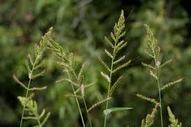 Image result for Echinochloa