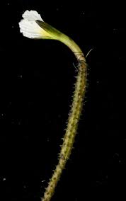 Image result for Ottelia exserta