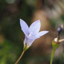 Image result for Wahlenbergia subaphylla