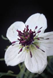 Pin On Garden Design